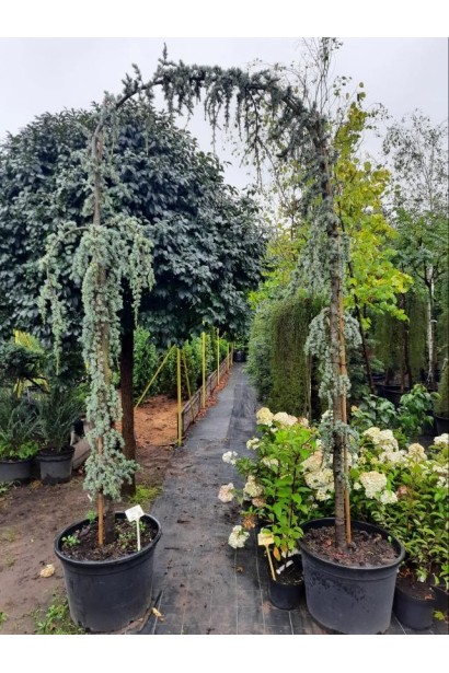 Кедр Глаука Пендула